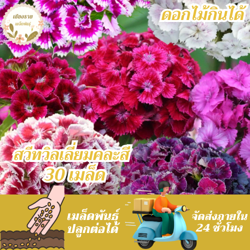 เมล็ดพันธุ์ สวีทวิลเลี่ยมคละสี (ดอกไม้กินได้) 30 เมล็ด Sweet William Flower Mix เมล็ดพันธุ์แท้ นำเข้าจากต่างประเทศ
