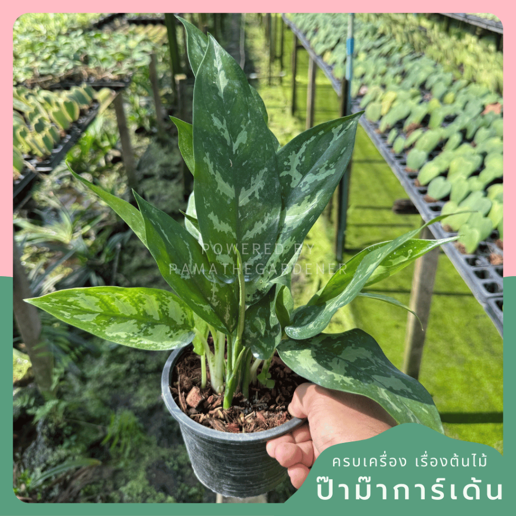 มุมมอง 3