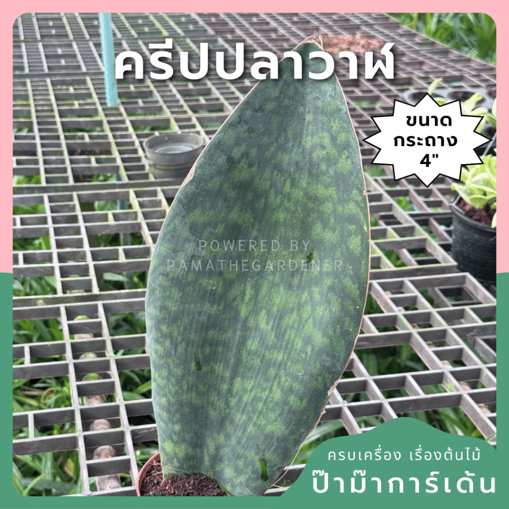 ครีปปลาวาฬ ต้นไม้ฟอกอากาศ พร้อมกระถาง 4 นิ้ว