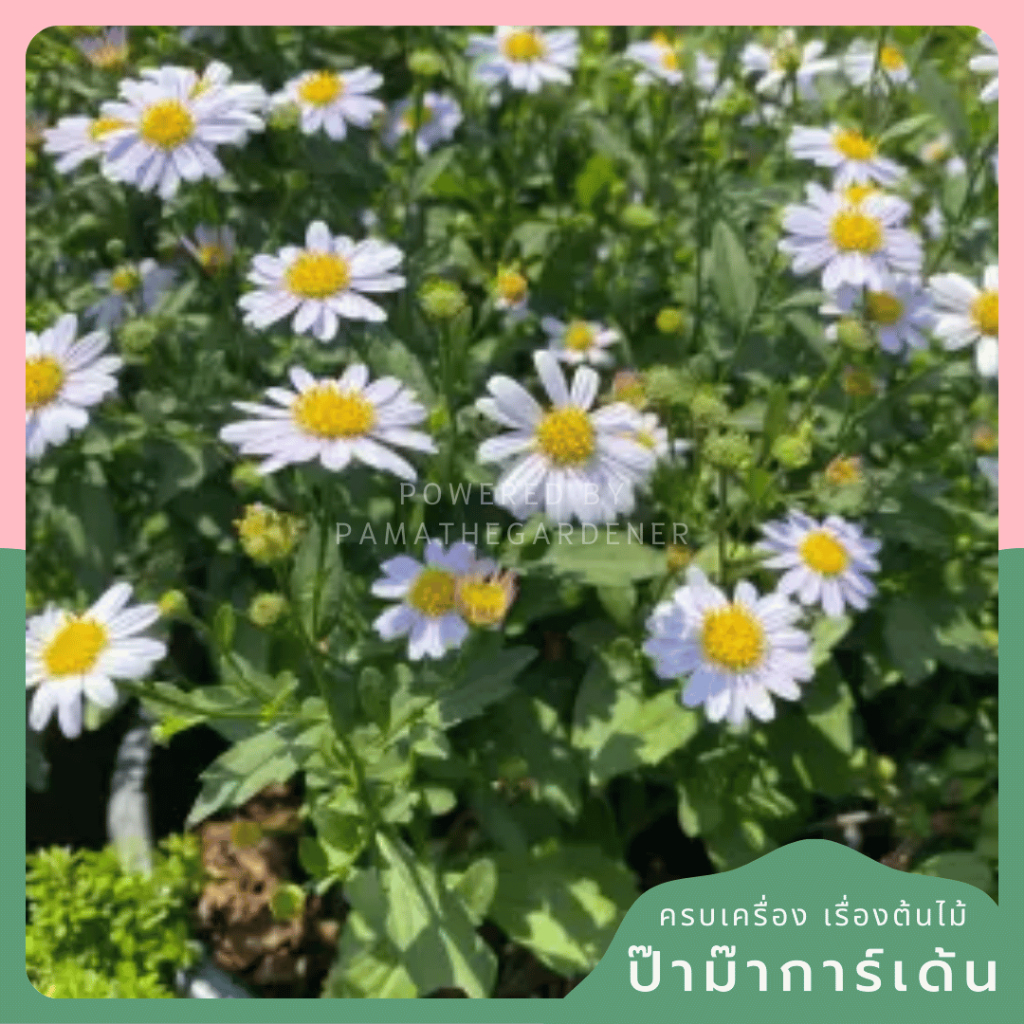 มุมมอง 2