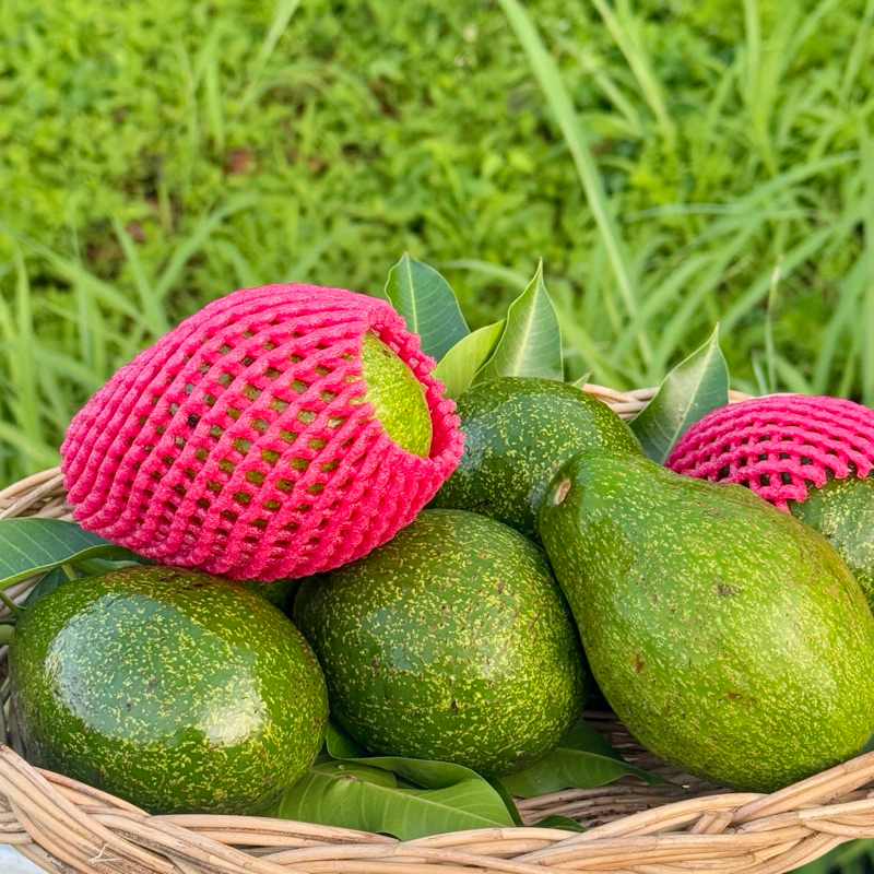 อโวคาโด้ {กล่อง 1 กิโลกรัม} เก็บสดใหม่จากบนดอย จังหวัดเชียงใหม่ พันธุ์ซับ พื้นเมือง ปีเตอรสัน บัคคาเนีย คัดคุณภาพอย่างดี - รูปที่ 4