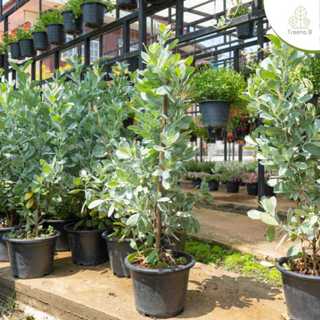 Treeno.9 T49 ซิลเวอร์บอสตัน (Silver Boston) กระถางดำ 11 นิ้ว…