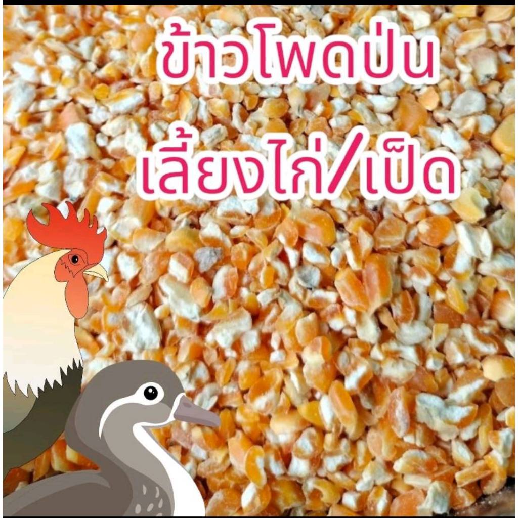 20 กิโลกรัม ข้าวโพดป่นสำหรับเลี้ยงไก่ เลี้ยงเป็ด คัดคุณภาพ ใหม่ สะอาด  ข้าวโพดอาหารสัตว์  ข้าวโพดป่น