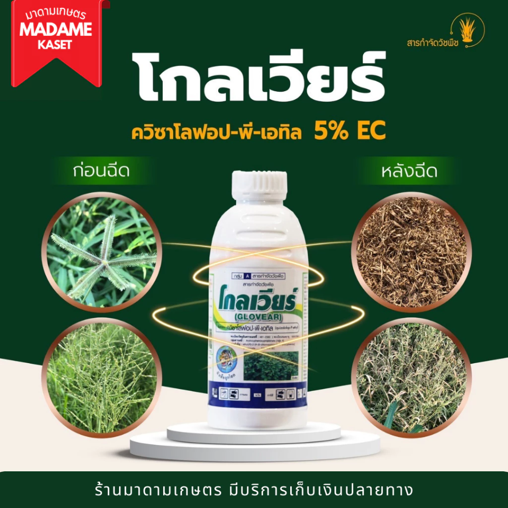 โกลเวียร์ เคลียร์หญ้า ฉีดทับมันสำปะหลังได้ ใบแคบเอาอยู่ ปลอดภัยต่อมัน ฉีดทับได้ทั้งมันและแปลงผัก (1 ลิตร)