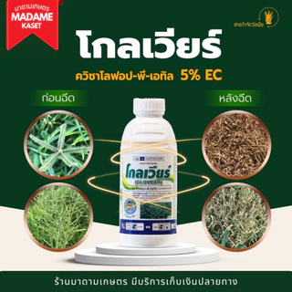 โกลเวียร์ เคลียร์หญ้า ฉีดทับมันสำปะหลังได้ ใบแคบเอาอยู่ ปลอดภัยต่อมัน ฉีดทับได้ทั้งมันและแปลงผัก (1 ลิตร)