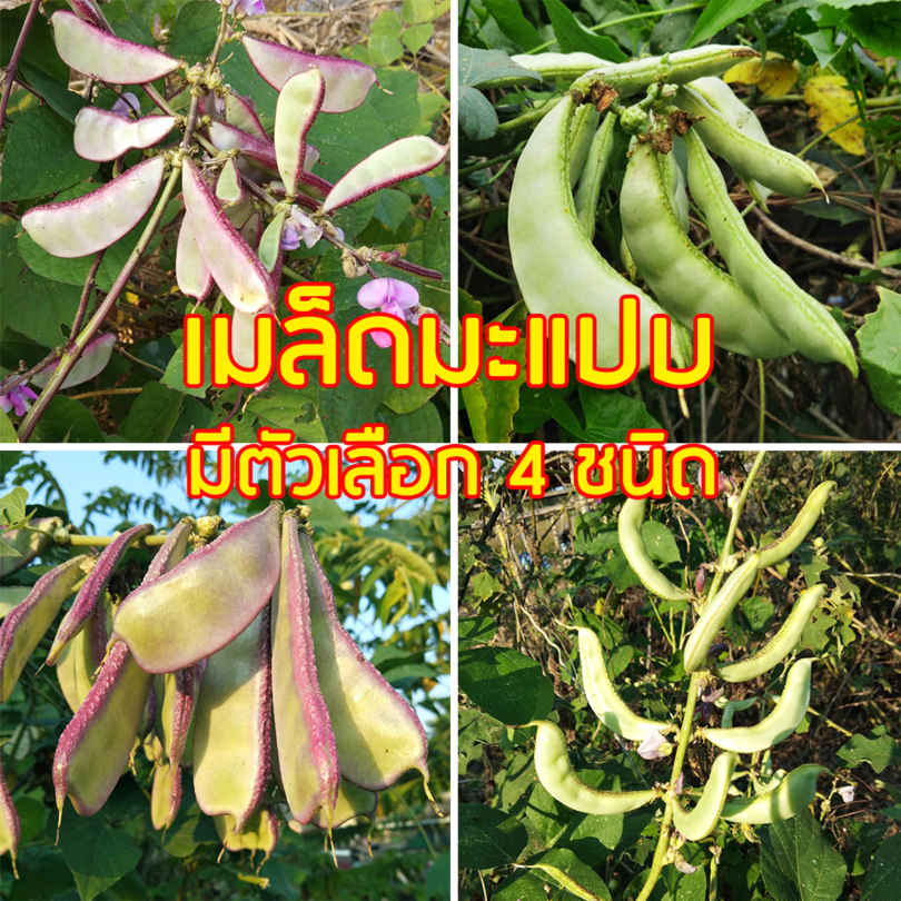 เมล็ดถั่วแปบ มะแปบ ถั่วแปบ 20 เมล็ด มี 4 สายพันธุ์ให้เลือก ## ผักสวนครัว เมล็ดพันธุ์ผัก เมล็ดพันธ์

<p>“><center></p>
<h4></h4>
<p><p><font color=