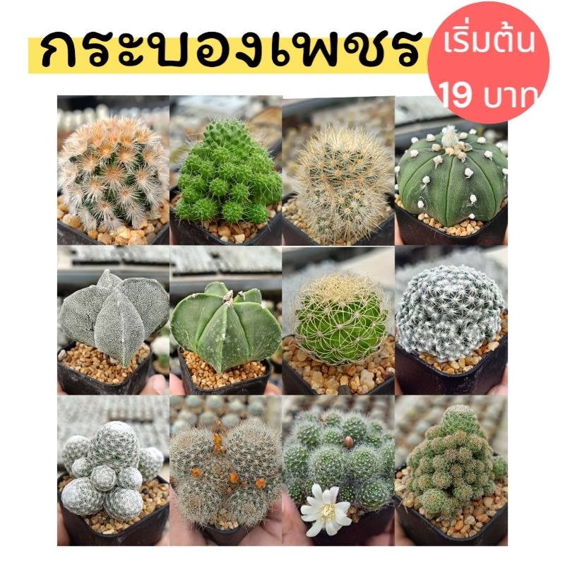กระบองเพชร 2 นิ้ว ราคาเริ่มต้น 19 บาท
