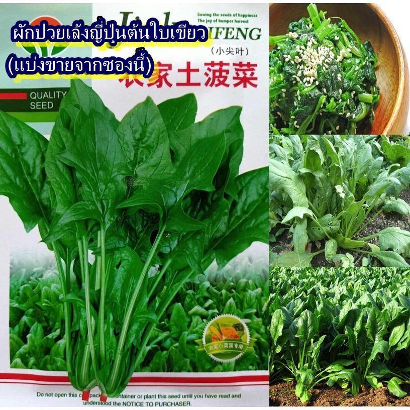 200+ เมล็ด เมล็ดผักปวยเล้งญี่ปุ่นต้นใบเขียว (เป็นผักที่ได้รับความนิยมในกลุ่มคนรักสุขภาพ รสชาติเหมือนผักโขมมีรสหวาน)