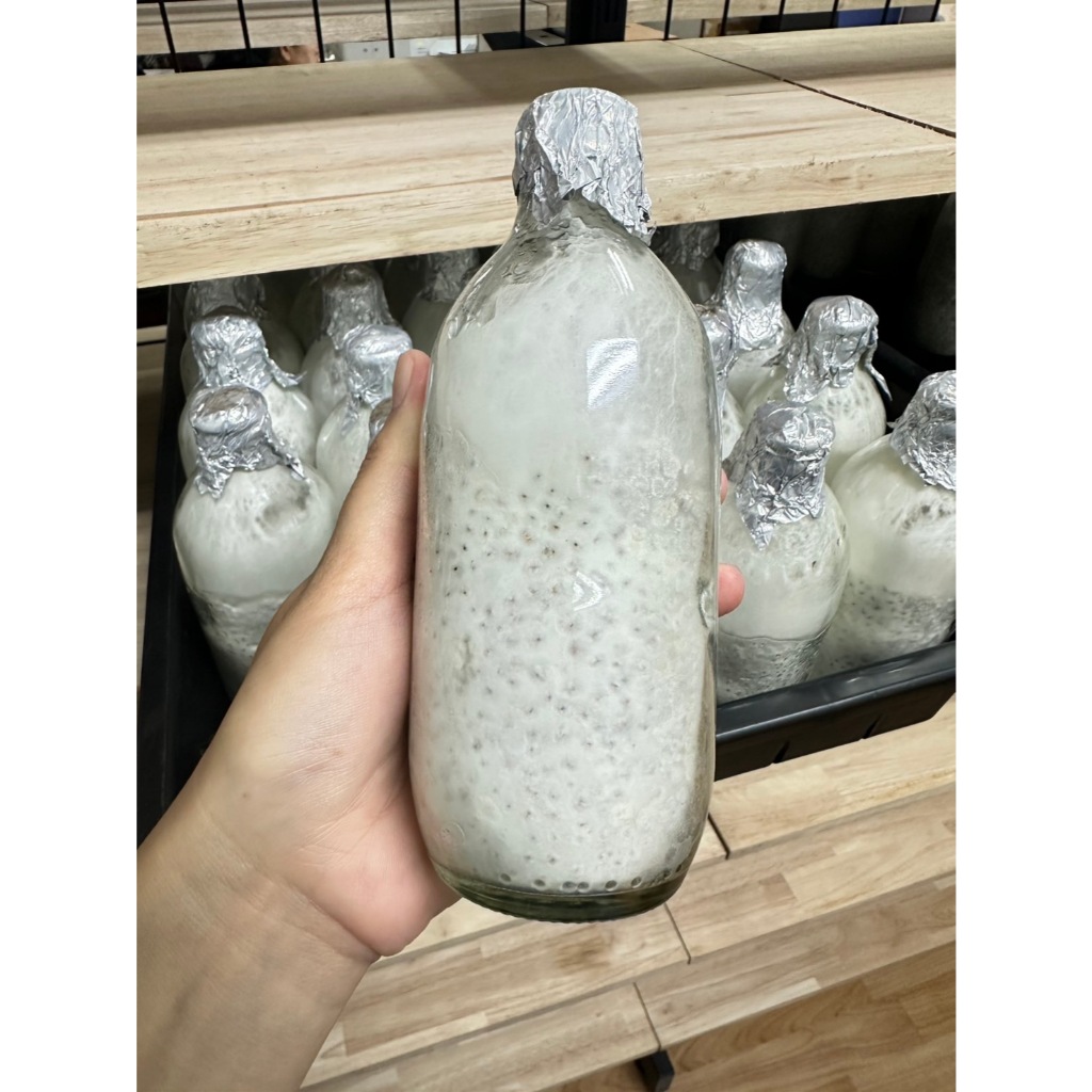 เชื้อเห็ดนางรมเทา เชื้อเห็ดจากเมล็ดข้าวฟ่างพร้อมหยอด