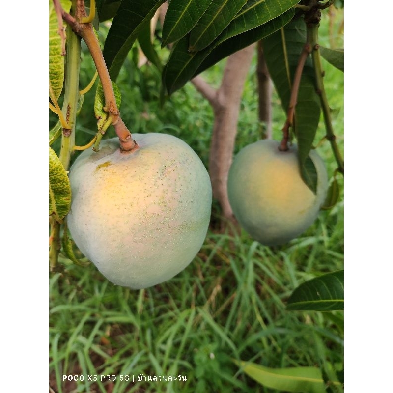 กิ่งตาพันธุ์มะม่วง R2E2 สำหรับเสียบยอด