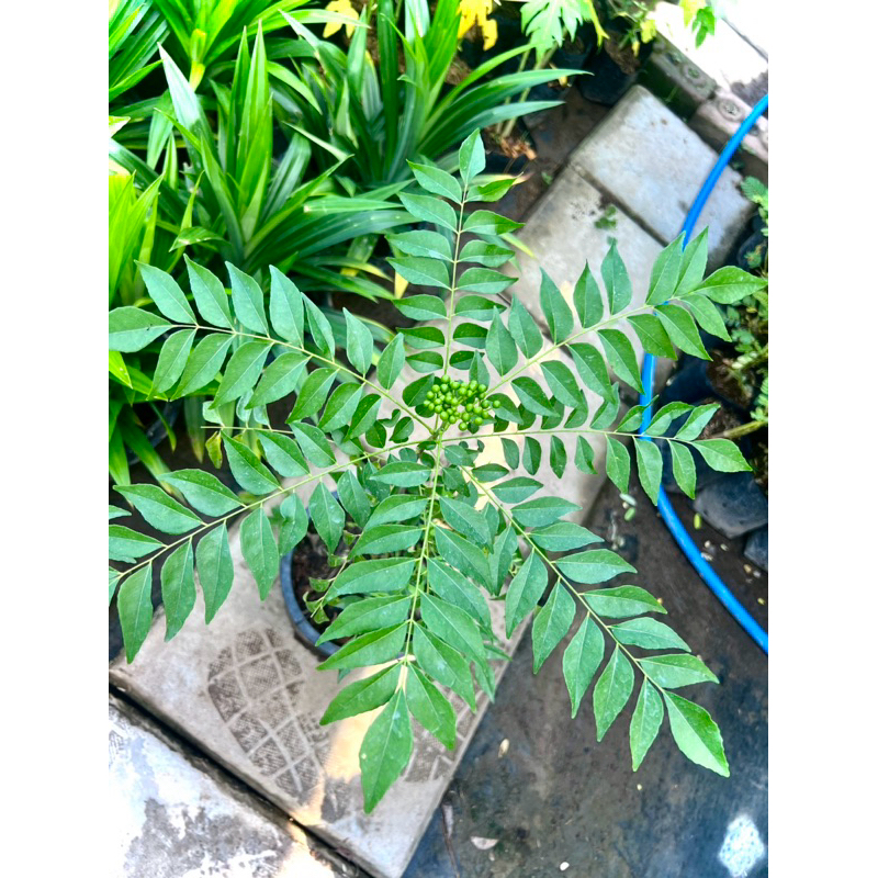 Curry Leaf Plant ต้นสมุย ต้นหมุย ใบแกง ต้นหอมแขก หรือ ใบกะหรี่ ผักพื้นบ้านของภาคใต้ เครื่องเทศของชาวอินเดีย ศรีลังกา