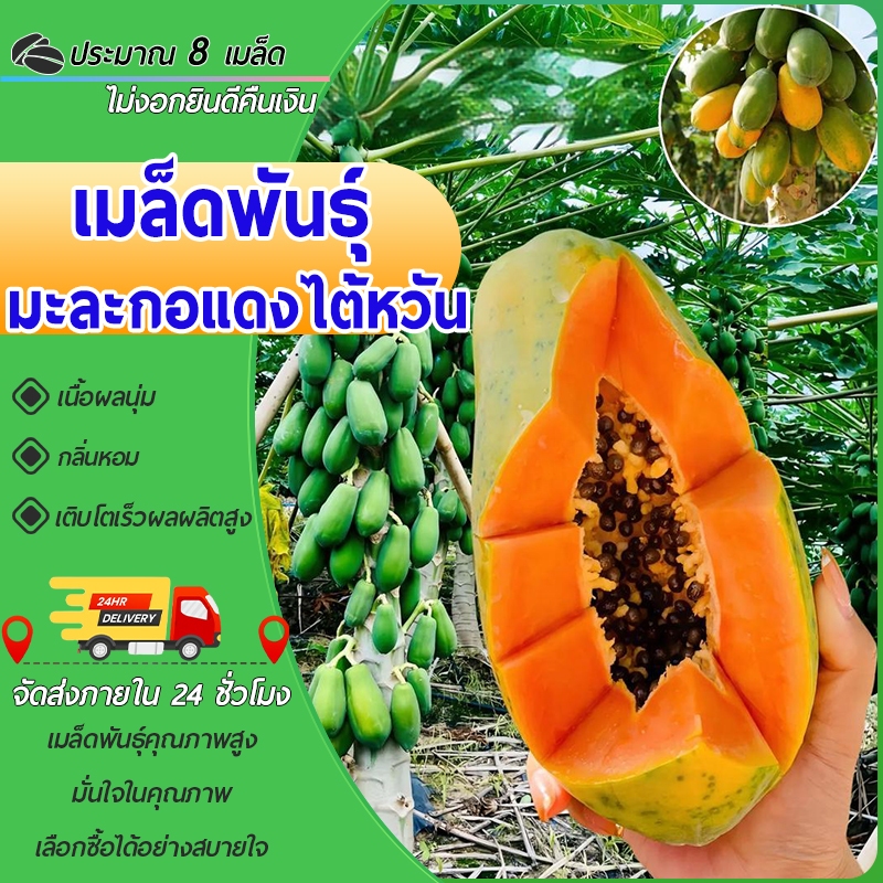 8เมล็ดเมล็ดพันธุ์มะละกอแดงไต้หวัน ลูกดกลูกสวย ทำส้มตำแซบ อร่อยไม่ต่างจากมะละกอไทย