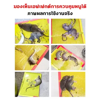 กาวดักหนู กาวดักหนูหนาพิเศษ 50แผ่น ถาดใหญ่เหนียวแน่น ไร้สารพิษ ใช้งานง่าย สำหรับบ้านและที่พักอาศัย