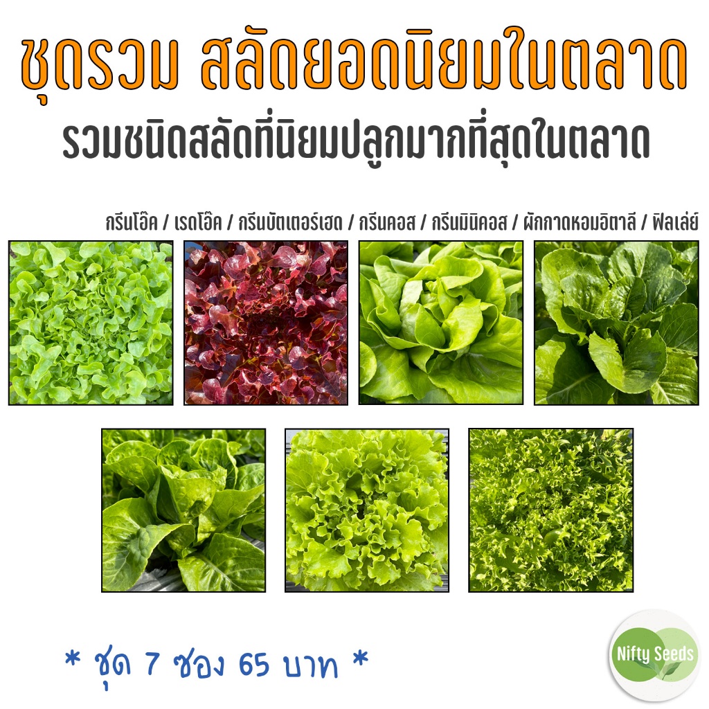 ชุดรวม ชนิดสลัดที่นิยมปลูกมากที่สุดในตลาด 7 ชนิด งอกดีมีคู่มือ เมล็ดปี 68 เมล็ดพันธุ์ผักสลัด ผักสลัด