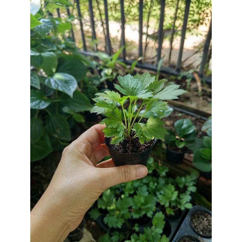 ต้นกล้าจิงจูฉ่าย(ส่งพร้อมถุงชำขนาด 2 นิ้ว)❗ซื้อ 9 แถม 1❗ - รูปที่ 2