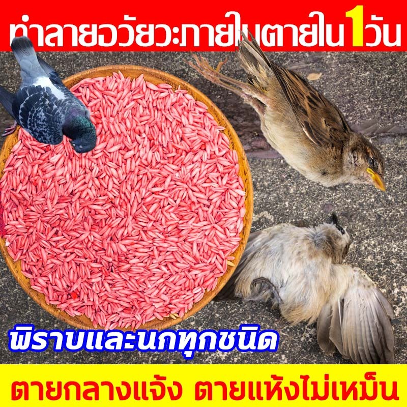 ยาฆ่าหนู ไล่นกพิราบ ฆ่าหนูยกทั้งรัง60ปี เหยื่อกำจัดนก ยาฆ่านก ตายกลางแจ้ง ตายแห้ง500g ตายไม่มีกลิ่น ยาเบื่อนก ยากำจัดหนู