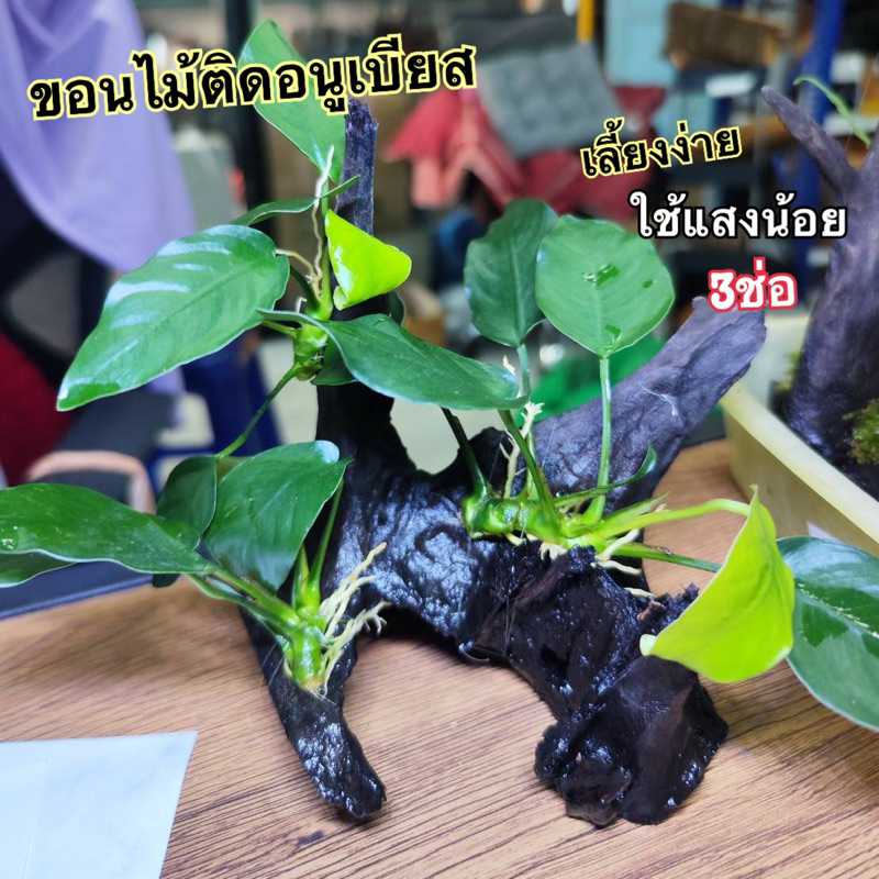 ขอนไม้ใหญ่ อนูเบียส3 ช่อ🍃 เลี้ยงง่าย ไม่เกิน15cm.