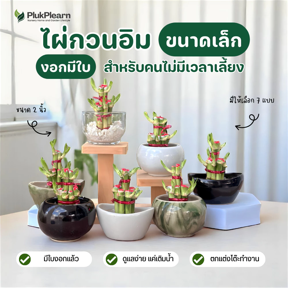 ไผ่กวนอิม ไม้มงคล พร้อมกระถาง ((รุ่นมีใบ ปลูกในน้ำ)) ขนาดเล็ก 2 นิ้ว ต้นไม้วางบนโต๊ะทำงาน ต้นไม้มงคล