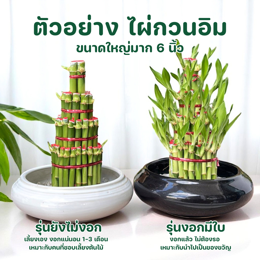 ไผ่กวนอิม 4 ชั้น ((งอกมีใบ))พร้อมกระถาง 6 นิ้ว ขนาดใหญ่มาก สำหรับบูชา และเป็นของขวัญ สำหรับปลูกในน้ำ - รูปที่ 3