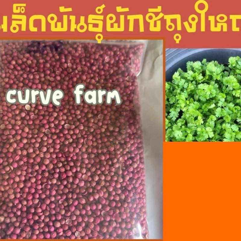 Y01 curve เมล็ดพันธุ์ผักชี 10,000+ เมล็ด ห่อใหญ่