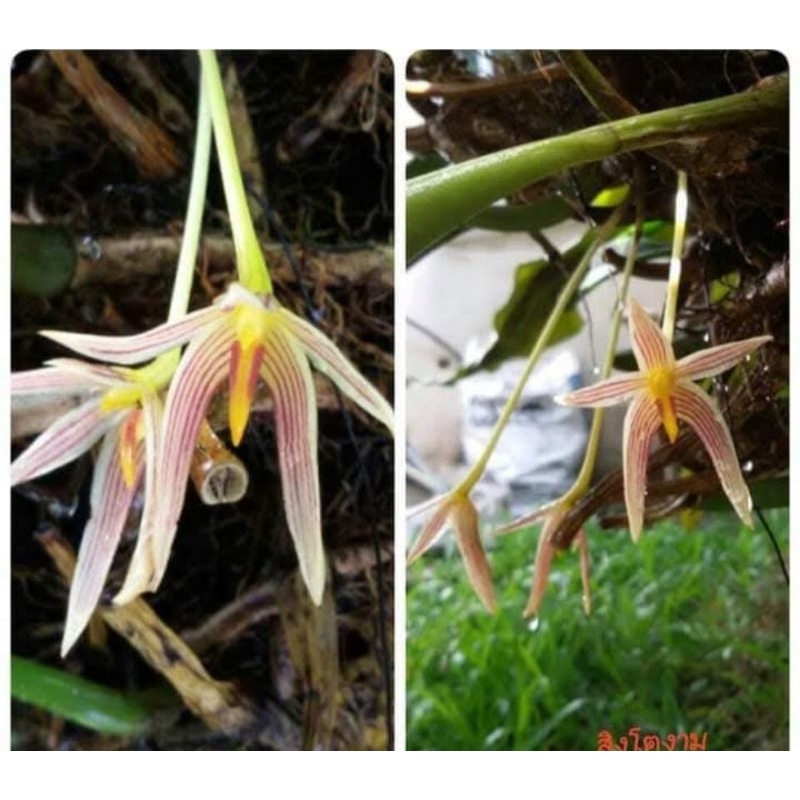 สิงโตงาม สิงโตประหลาด Bulbophyllum affine ขนาดถาง4"150