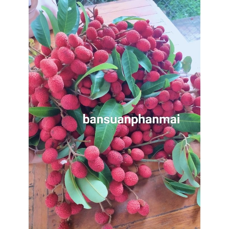 ต้นคอแลน/ลิ้นจี่ป่า/หมากแง่ว1- 1.2เมตร