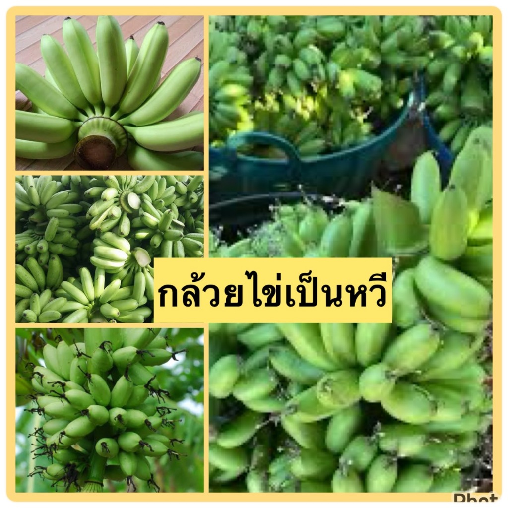 กล้วยไข่ดิบ (พร้อมส่ง) กล้วยไข่พัทลุง / หน่อกล้วยไข่