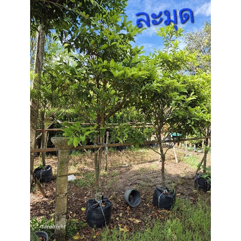 💥กดสั่งกล่องละ1ต้นค่ะ💥ต้นละมุดพันธุ์กระสวยมาเลย์ สูง1ม.ขึ้นไป ต้นใหญ่ ลงดินไม่นานจะได้ออกลูกไว้ทานฉ่ำๆค่ะ