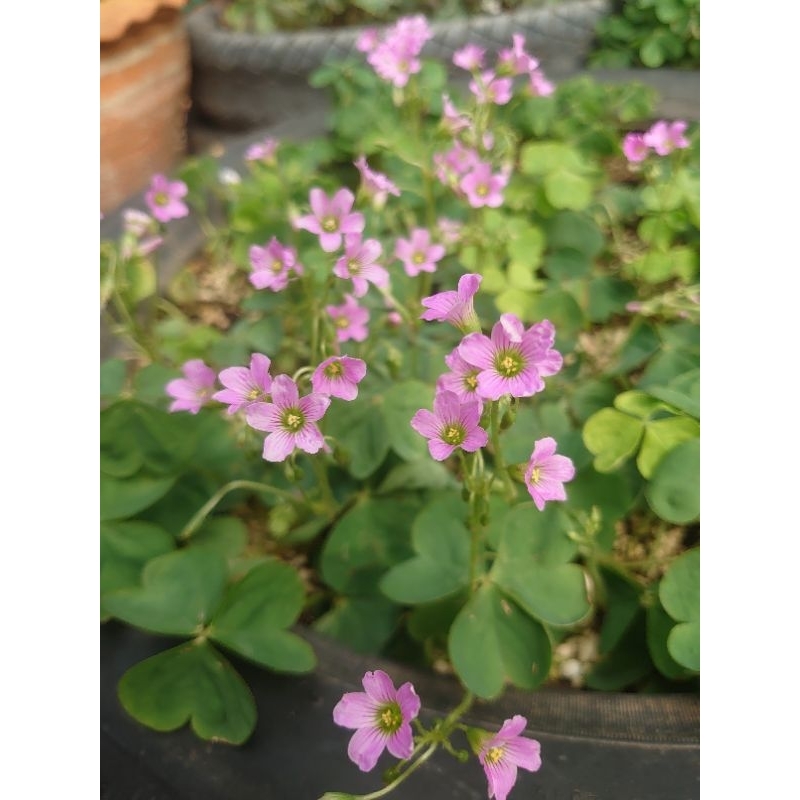 ผีเสื้อราตรี แว่นดอย Oxalis corymbosa DC