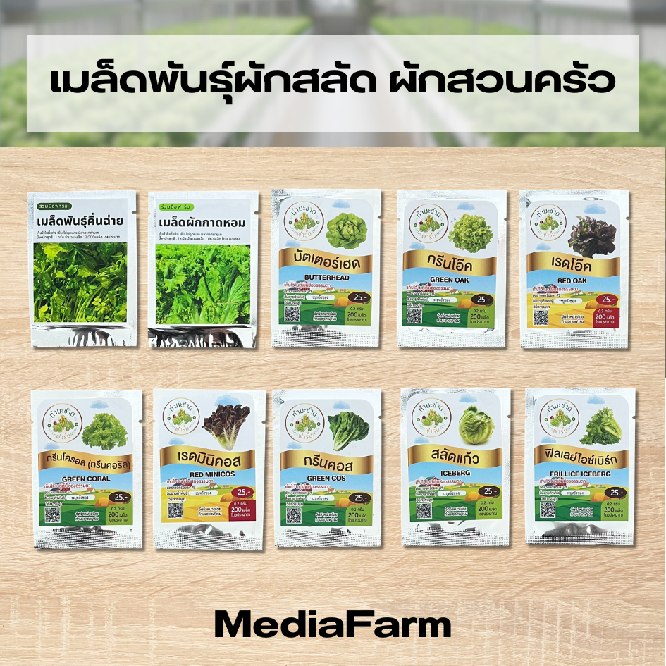 เมล็ดพันธุ์ผักสลัด เมล็ดพันธุ์ผักสวนครัว ผักสลัด ผักสวนครัว ผักไทย คื่นช่าย