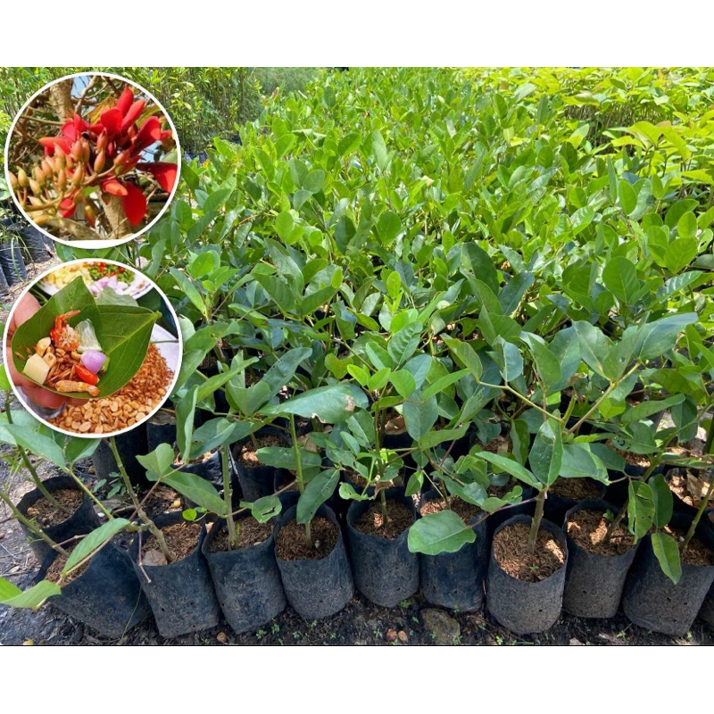 ต้นทองหลางกินใบ ทองหลางน้ำ (สูง 50-70cm) ผักสมุนไพรพื้นบ้าน พืชสารพัดประโยชน์ ปลูกดูแลง่าย