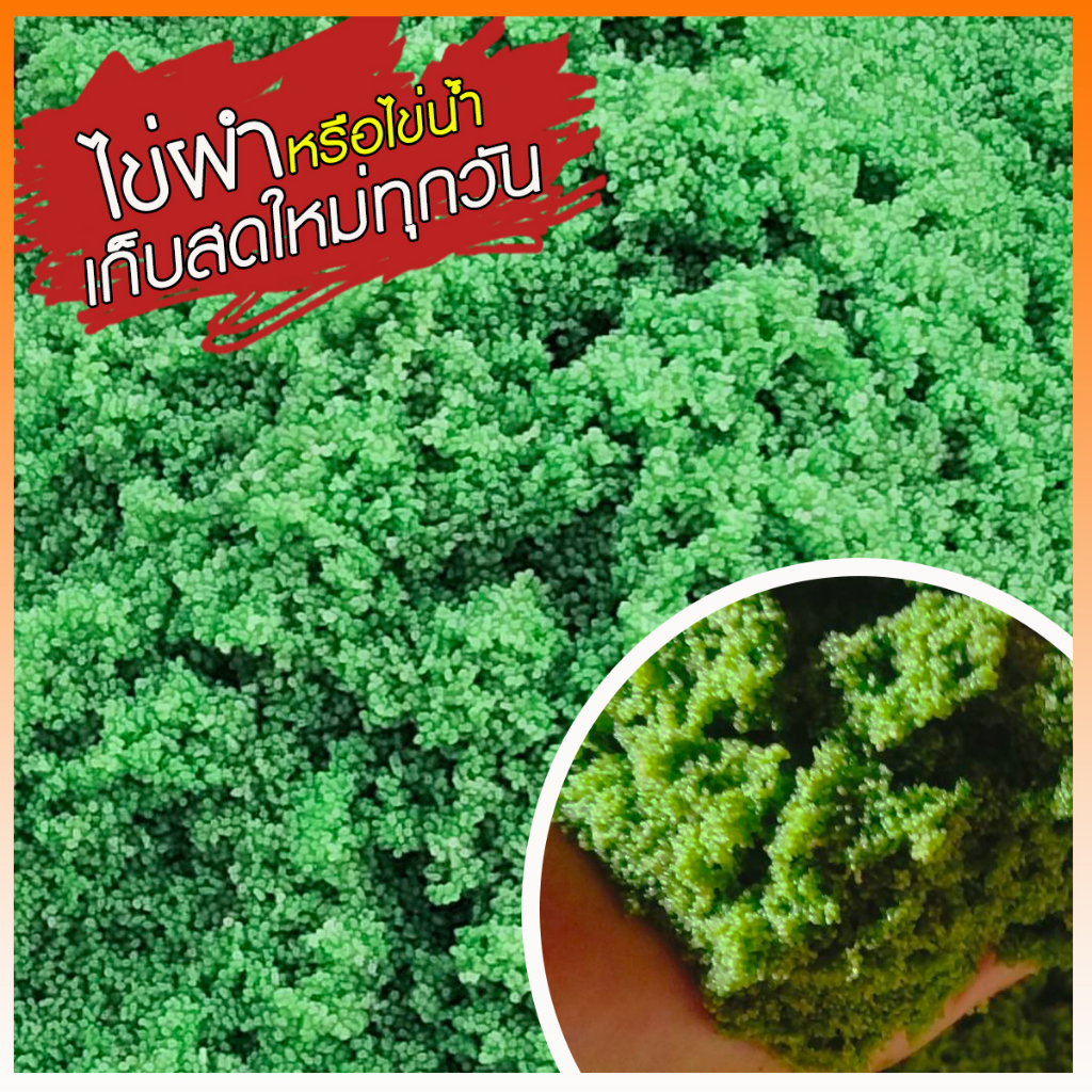 Wolffia ไข่ผำ ผำ หรือ ไข่น้ำ ผำสดยอดโปรตีน สด สะอาด ใหม่ ปลอดภัย  ประโยชน์เยอะ ราคา ถูกที่สุด ดีลบีเคเค แกลเลอรีภาพที่ 8