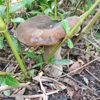 หัวเชื้อเห็ดตับเต่าหวาน สูตรเข้มขัน สายพันธุ์ดอกใหญ่จัมโบ้