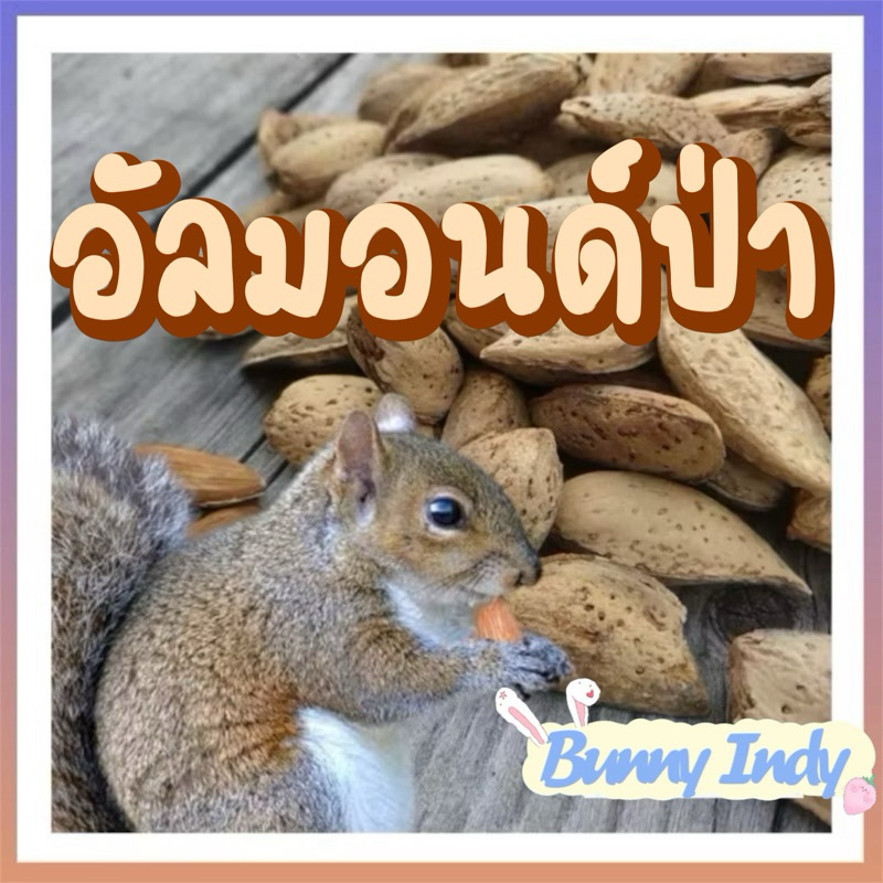 Bunny Indy. อัลมอนด์ป่า สำหรับกระรอก แฮมเตอร์ หนู ชูการ์ ธรรมชาติ100% ขนาด 50 กรัม