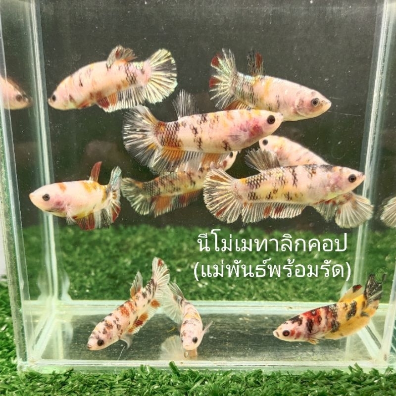 เมียนีโมเมทาลิกคอป (ถ่ายจากสินค้าจริงของร้าน มีประกันการเดินทางเดินทาง)
