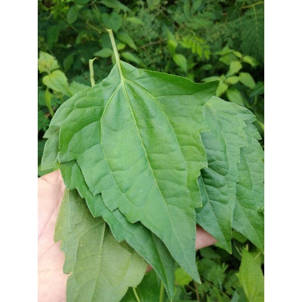 สาบเสือ ใบสาบเสือเก็บสดจากป่า