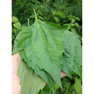 สาบเสือ ใบสาบเสือเก็บสดจากป่า