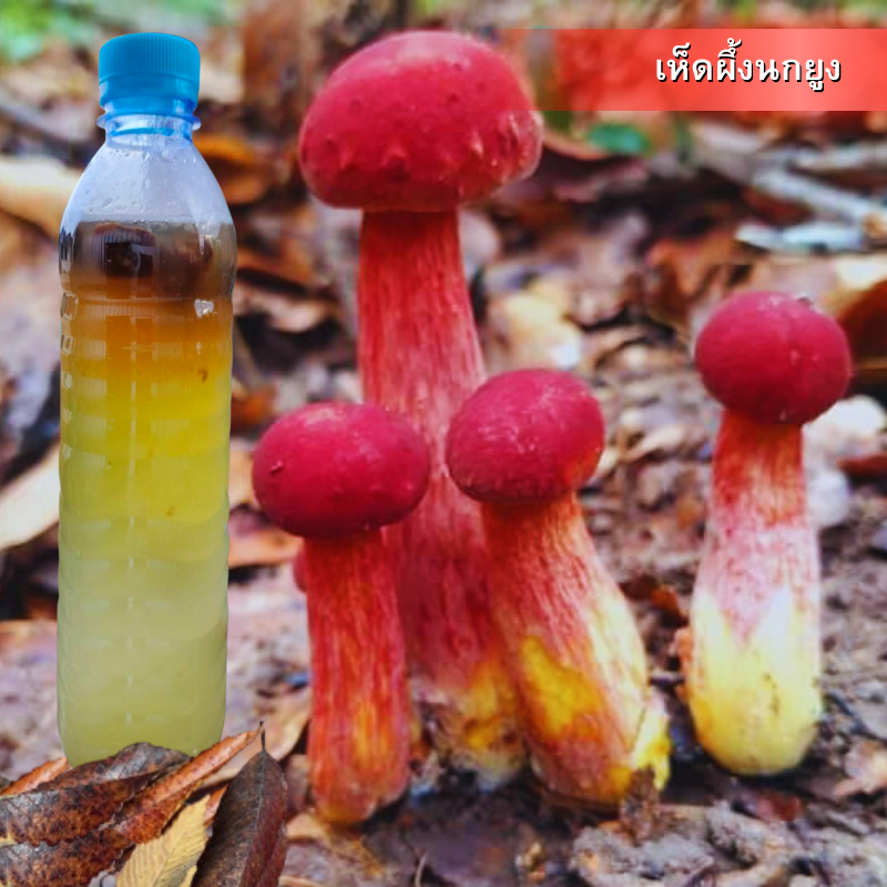 เชื้อเห็ดผึ้งแดง (ผึ้งนกยูง) | สูตรเส้นใยบริสุทธิ์ เดินเชื้อเร็ว 600 มล. | โอกาสเกิดสูงขึ้น | สูตรเฉพาะ พร้อมส่ง