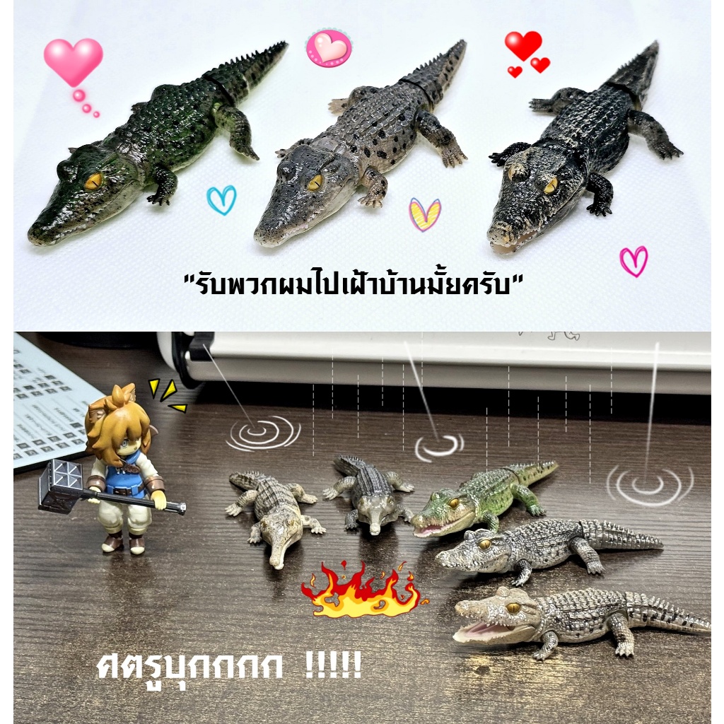 (ครบชุดพร้อมส่ง) กาชาปองจระเข้มินิ Gashapon Bandai Ikimono Encyclopedia Crocodile Mini โมเดลสัตว์ ราคา ถูกที่สุด ดีลบีเคเค แกลเลอรีภาพที่ 6