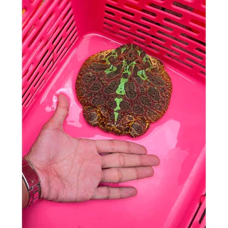 อาหารปั้นกบฮร์อนฟรอก-TeamFrogFood100g+โปรตีนสูงผสมวิตามิน+แคลเซียม อาหารกบสวยงาม