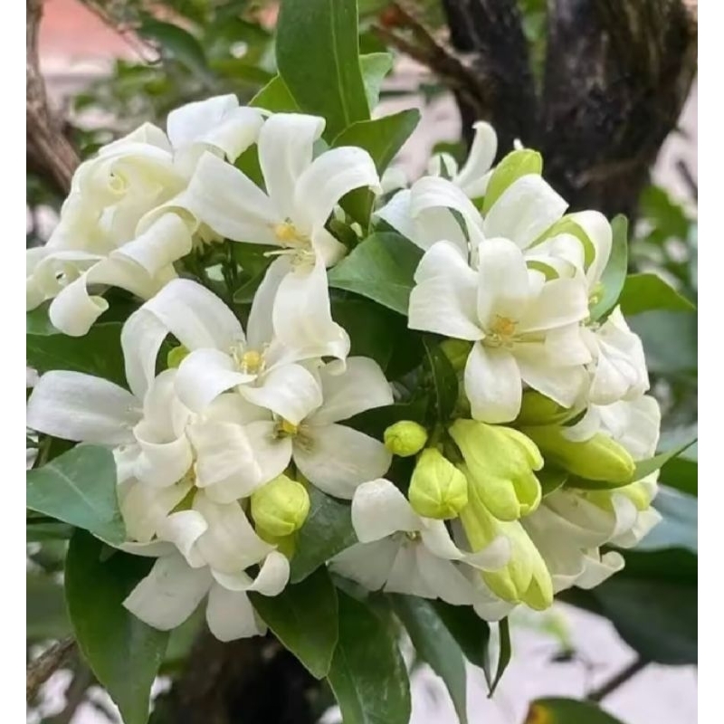 ต้นดอกแก้วพวงดวงใจ 1 ต้นถุงดำ ดอกหอมไม้ประดับ🌱