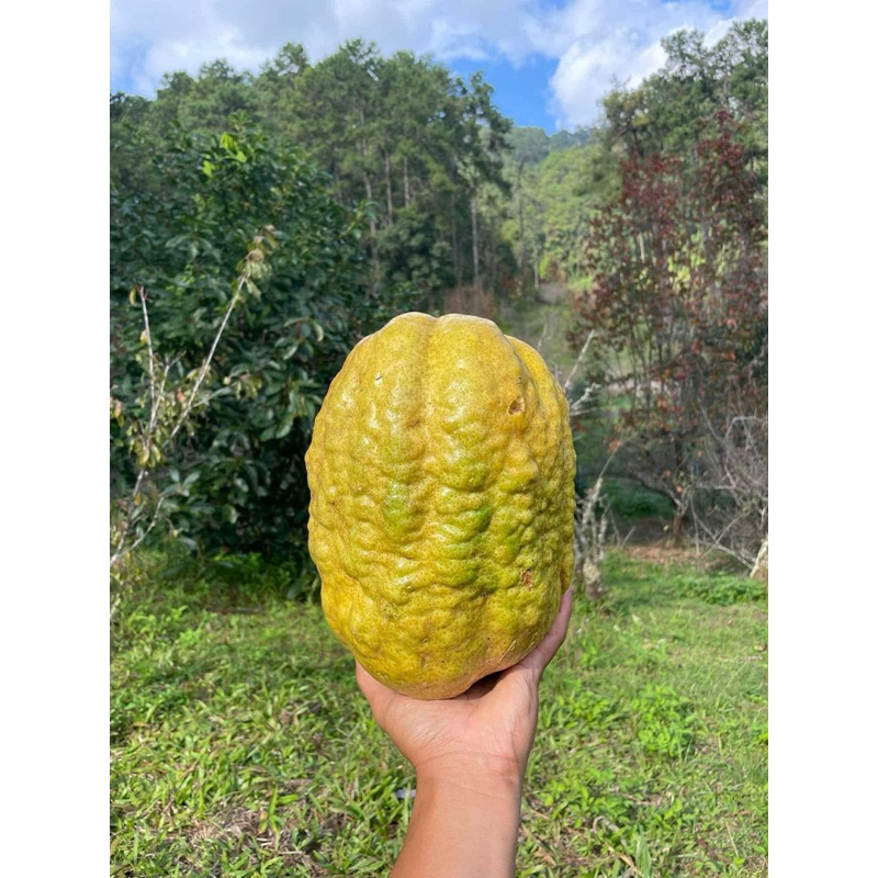 ต้นเลม่อน🍋Cedro maxima (Citrus medica)  ตัวนนี้เปลือกค่อนข้างหนา น้ำน้อย เนื้อกรอบ รสชาติหวาน🪴