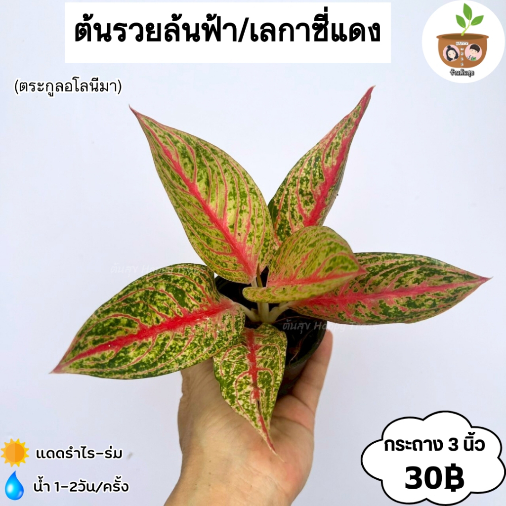 ต้นรวยล้นฟ้า เลกาซี่แดง จัดส่ง 2 ต้นขึ้นไป คละแบบได้