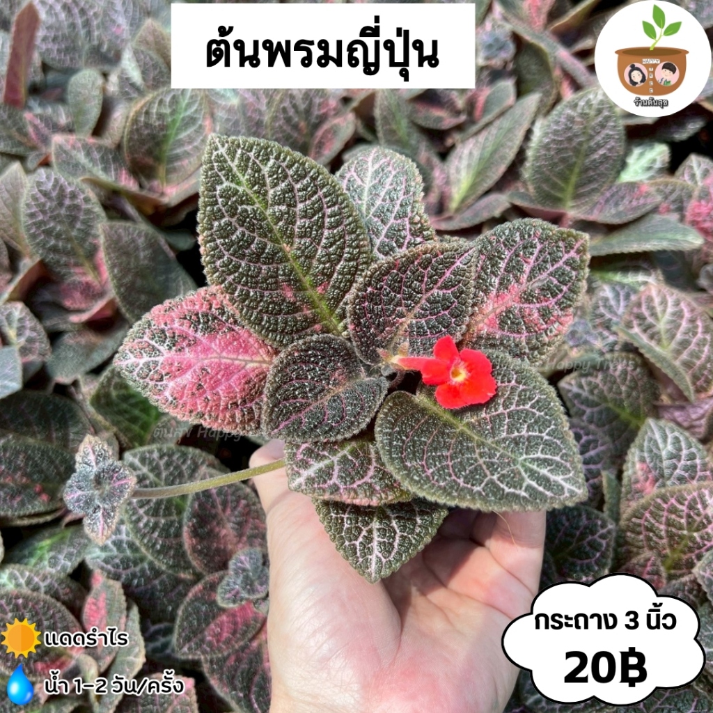 ต้นพรมญี่ปุ่น จัดส่ง 2 ต้นขึ้นไป คละแบบได้