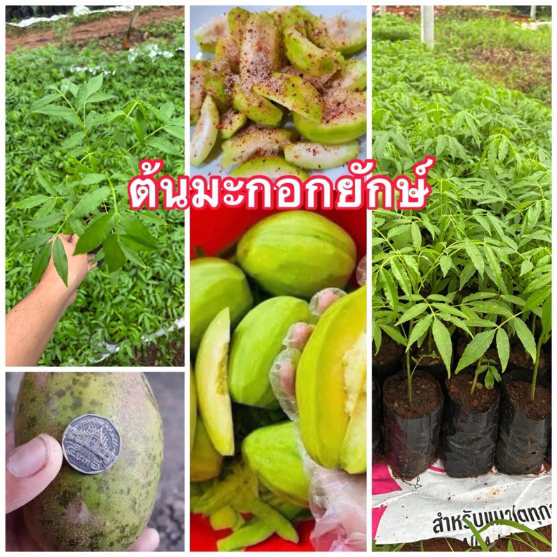 ต้นมะกอกยักษ์ (ต้นเตี้ย) ลูกใหญ่ ผลดก 1 ต้น  ต้นพันธุ์พร้อมปลูก ออกผลผลิตใน 7-8 เดือน ปลูกไว้ทานได้ง่ายๆ