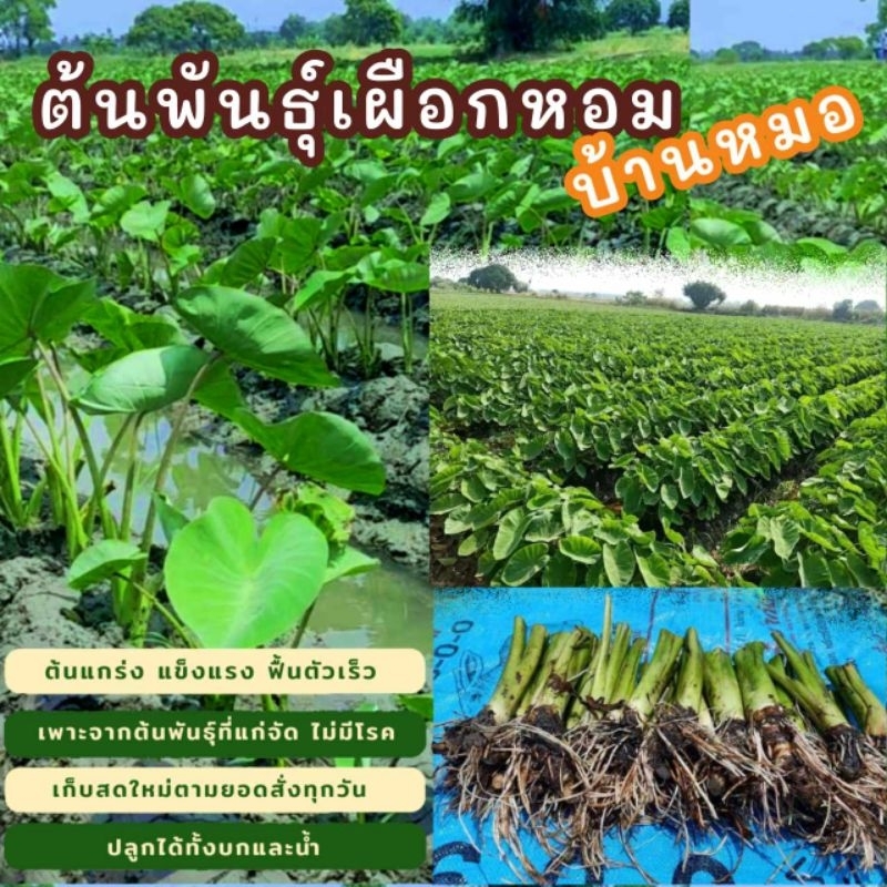 ต้นพันธุ์เผือกหอมพร้อมปลูก [ซื้อ10แถม3] ต้นกล้าเผือกหอม กล้าพันธุ์เผือกหอมบ้านหมอ จากสวนเกษตรออแกนิค บ้านหมอ สระบุรี