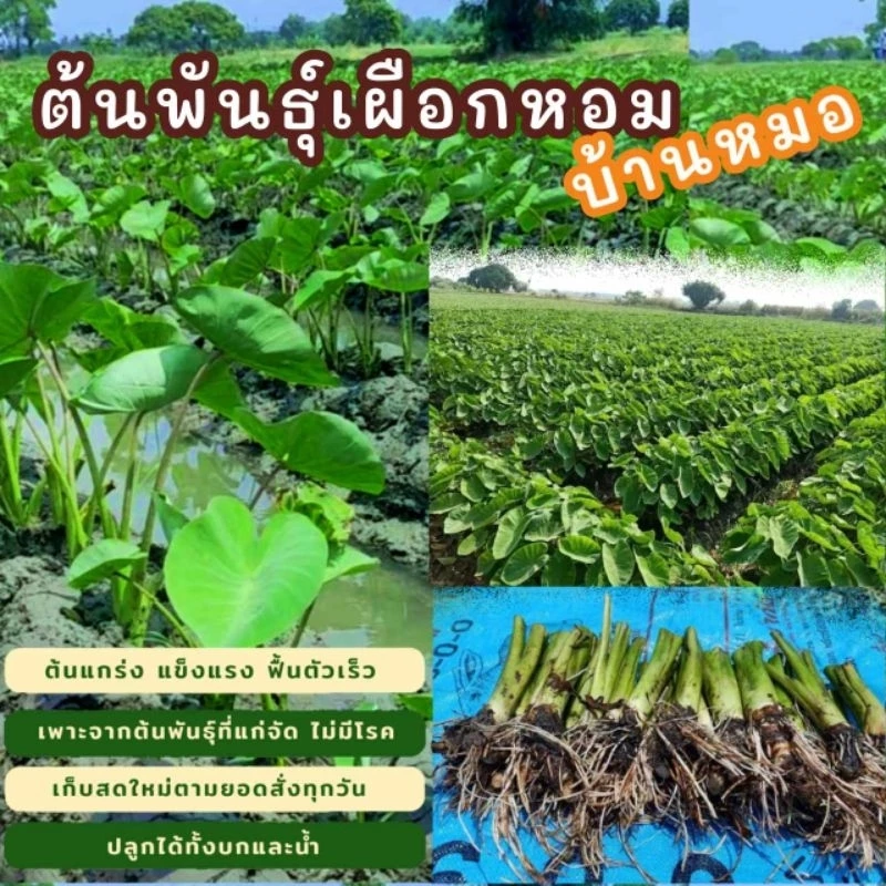ต้นพันธุ์เผือกหอมพร้อมปลูก [ซื้อ10แถม3] ต้นกล้าเผือกหอม กล้าพันธุ์เผือกหอมบ้านหมอ จากสวนเกษตรออแกนิค บ้านหมอ สระบุรี
