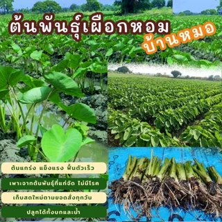 ต้นพันธุ์เผือกหอมพร้อมปลูก [ซื้อ10แถม3] ต้นกล้าเผือกหอม กล้าพันธุ์เผือกหอมบ้านหมอ จากสวนเกษตรออแกนิค บ้านหมอ สระบุรี