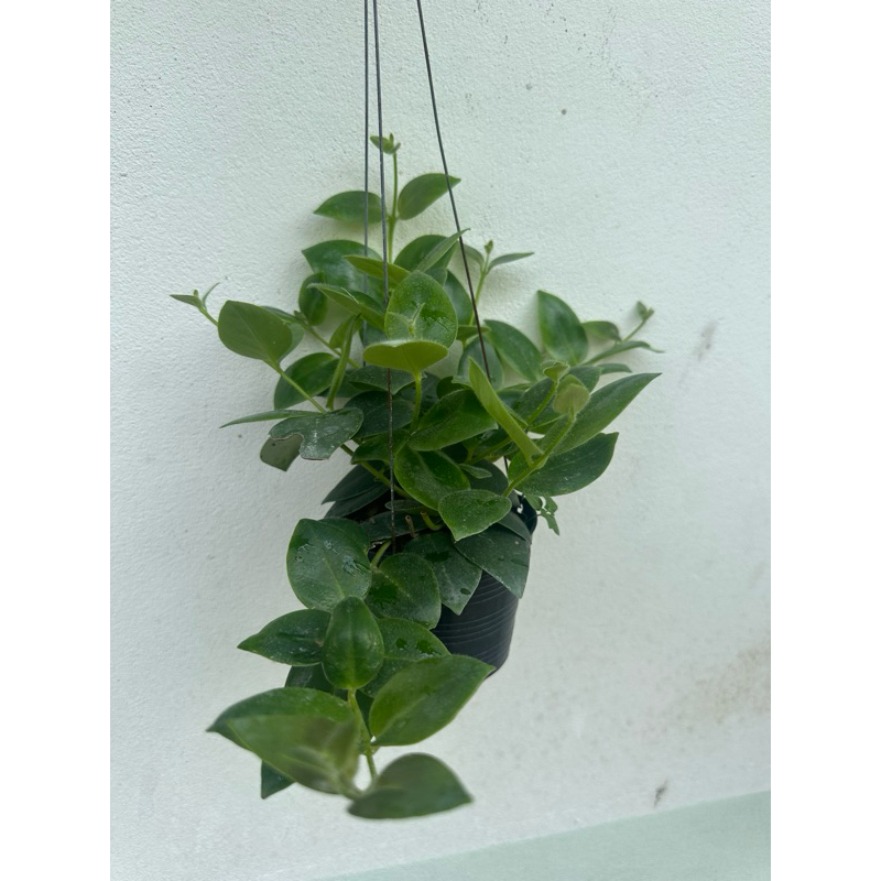 ต้นลิปสติกลูกผสมพันธุ์ใหม่ - รูปที่ 2