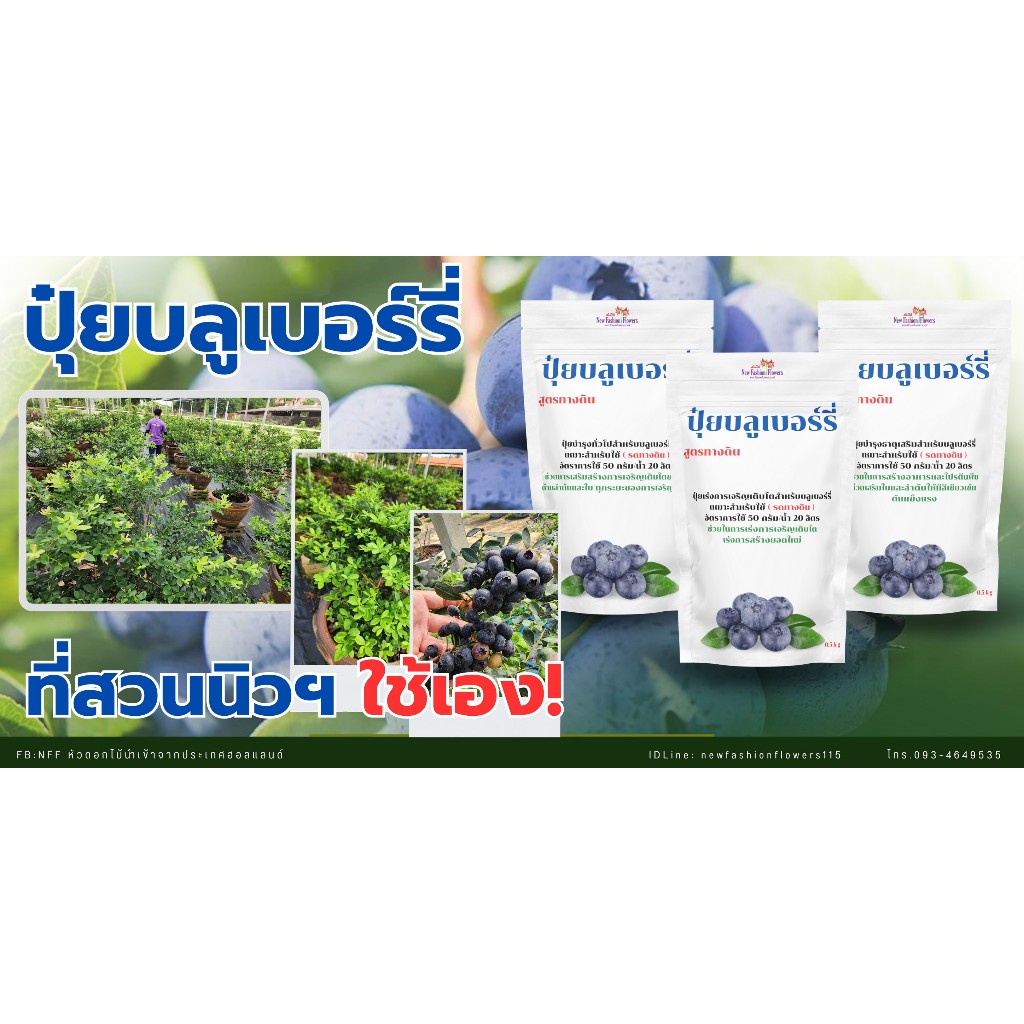 ปุ๋ยบลูเบอร์รี่ สูตรที่สวนใช้เองมาร่วม 10 ปี ปรับสภาพดินให้เป็นกรด กระตุ้นการสร้างยอดใหม่ บำรุงลำต้นและใบในทุกระยะ